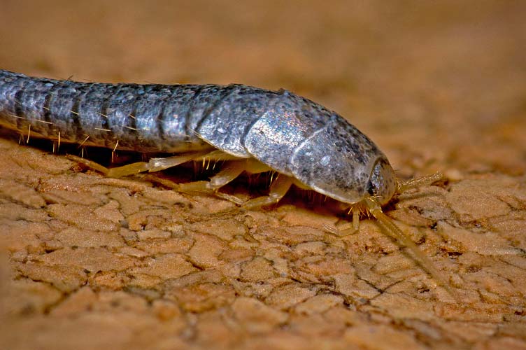 Silverfish Extermination