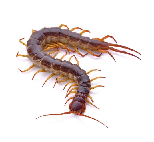 centipede extermination