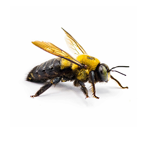 Close-up of a carpenter bee, a common pest, on a white background.