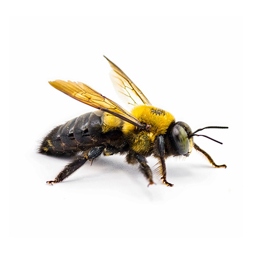 This close-up of a carpenter bee on a white background is the focal point of Royal Pest Management's bee extermination page. It provides a detailed look at a target of the service, illustrating the pest that homeowners might be dealing with. This image accompanies expanded details on bee extermination services.