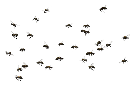 Flying-Flies