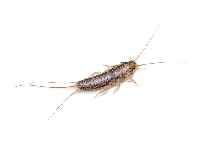A silverfish insect on a white background, a common household pest targeted by pest control services.