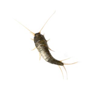 Silverfish