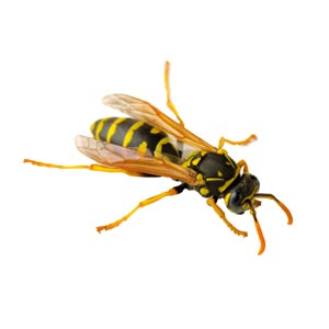 Close-up image of a wasp, indicating the need for professional wasp extermination services