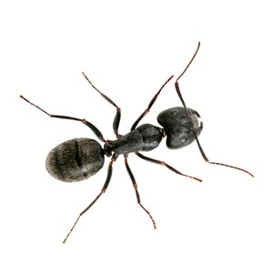 carpenter ant